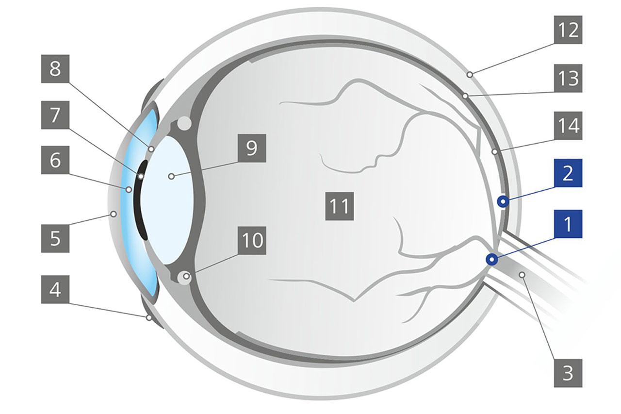 Den blinda fläcken (fovea centralis)