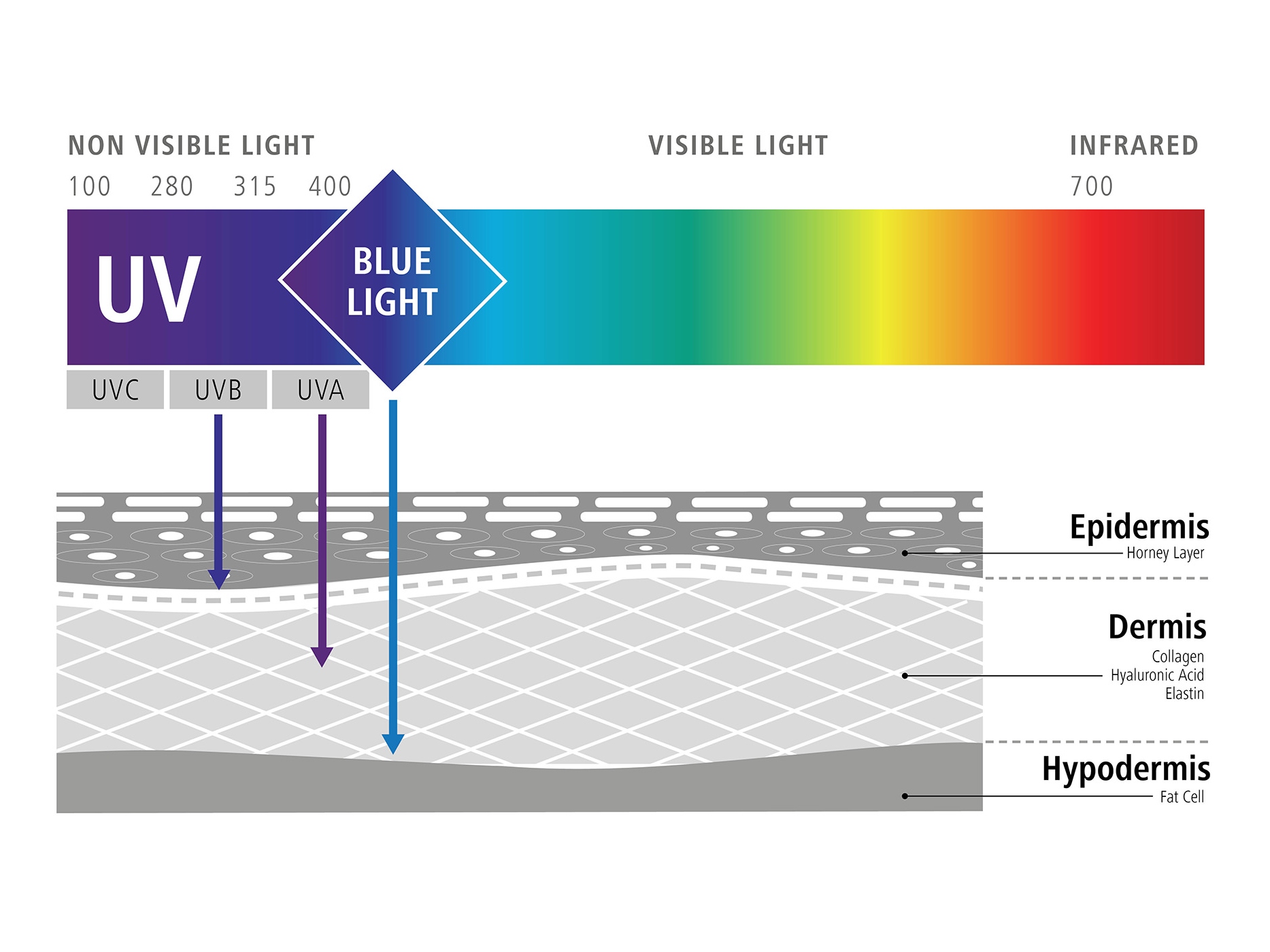 Grafik som illustrerar påverkan av blått ljus på våra celler (negativa effekter av blått ljus) 