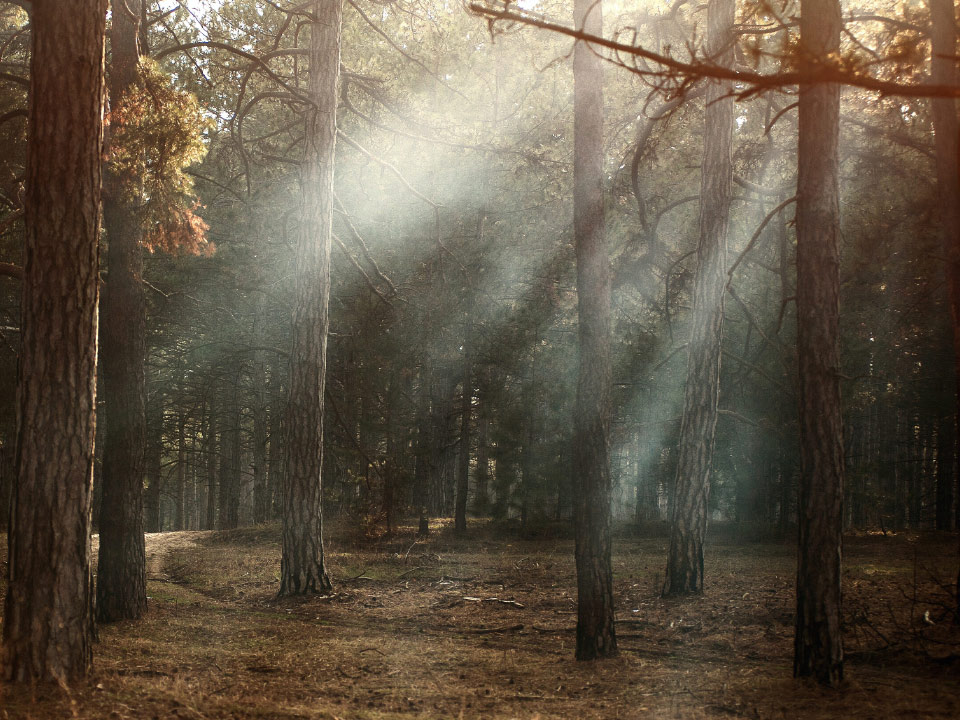 Bild av en torr skog där solstrålarna sipprar ner genom träden. 